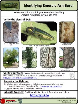 Identifying Emerald Ash Borer