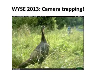 WYSE 2013: Camera trapping!