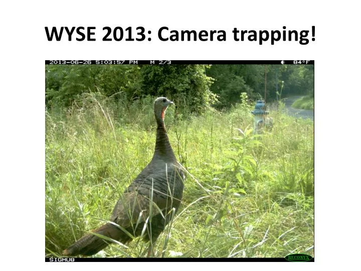 wyse 2013 camera trapping