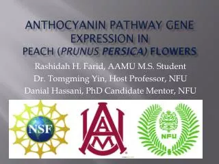 Anthocyanin Pathway Gene Expression IN Peach ( Prunus persica ) Flowers