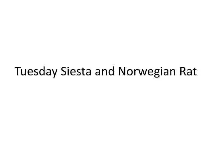 tuesday siesta and norwegian rat