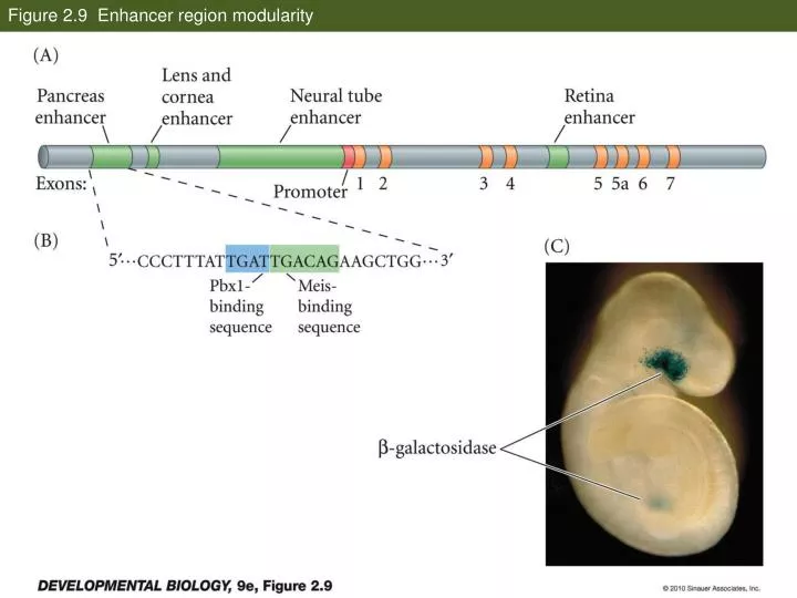 figure 2 9 enhancer region modularity