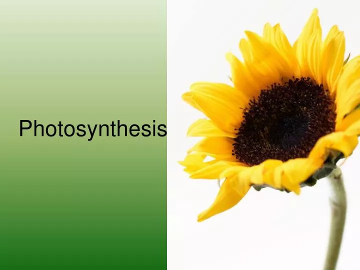 photosynthesis