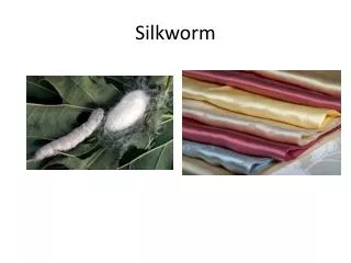 Silkworm