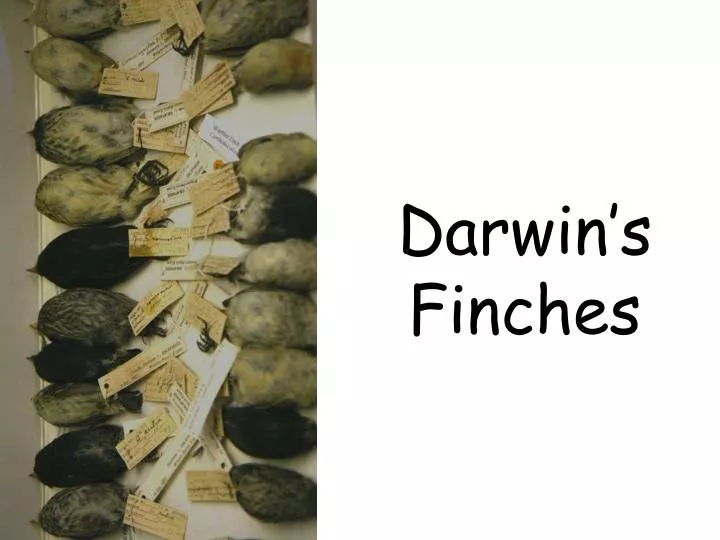 darwin s finches