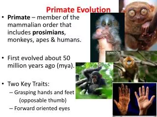 primate evolution