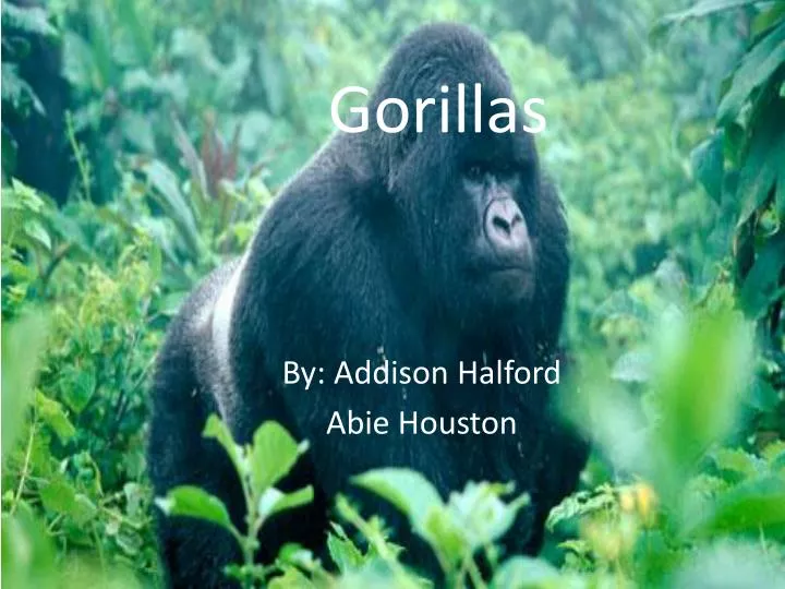 gorillas