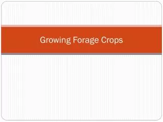 Growing Forage Crops