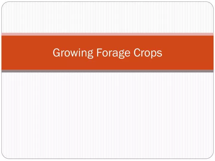 growing forage crops