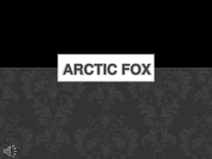 arctic fox