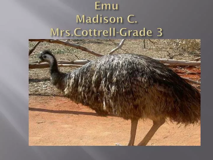 emu madison c mrs cottrell grade 3