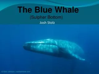 The Blue Whale (Sulpher Bottom)