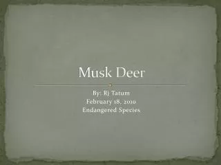 Musk Deer