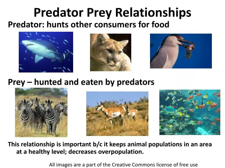 Ppt Predator Prey Relationships Powerpoint Presentation Free Download Id2597561 