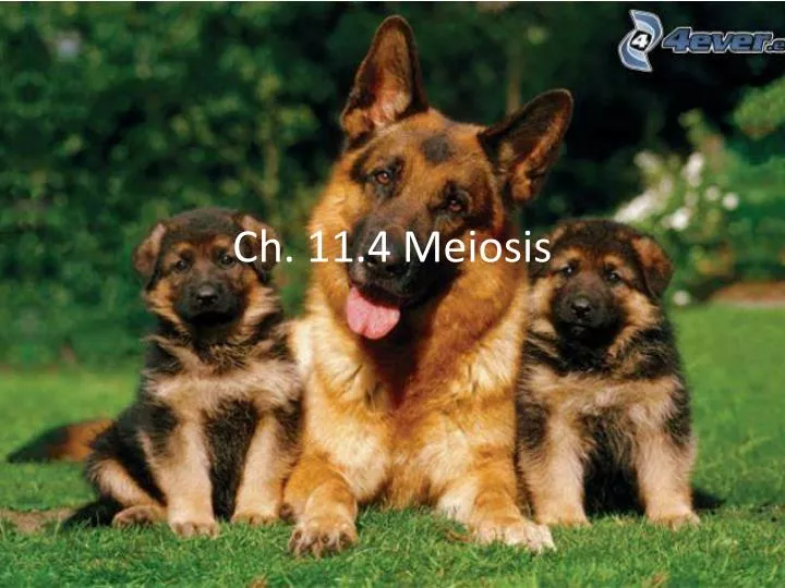 ch 11 4 meiosis
