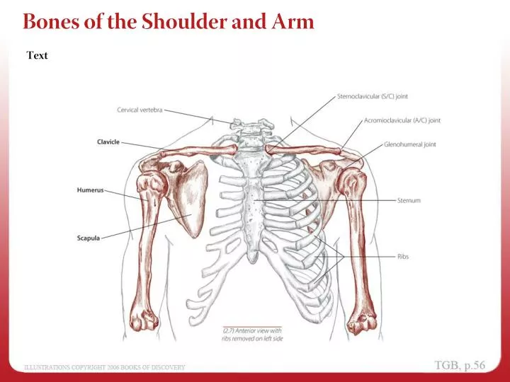 bones of the shoulder and arm