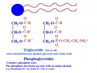 Triglyceride ( fat or oil)