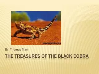 The treasures of the Black Cobra