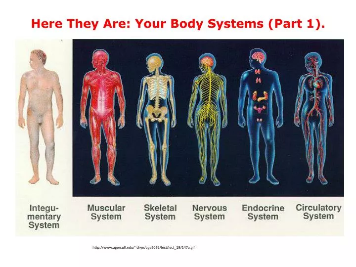 here they are your body systems part 1