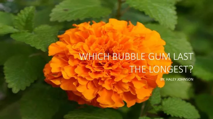 which bubble gum last the longest