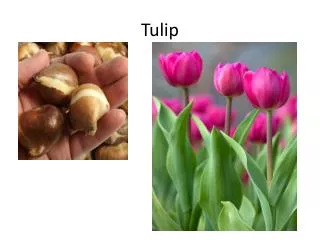 Tulip