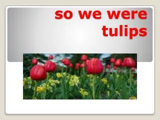 so we were tulips