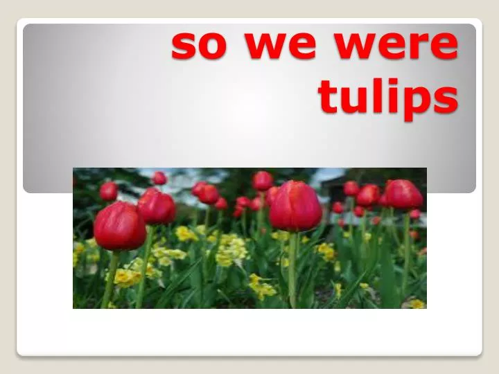 so we were tulips