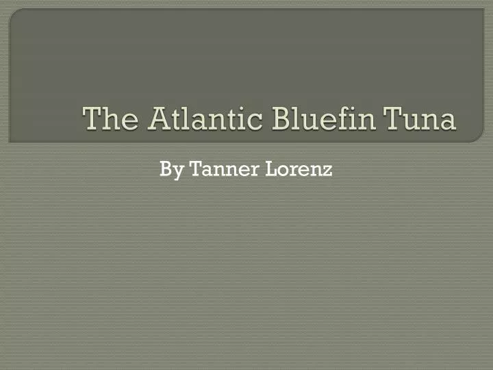 the atlantic bluefin tuna
