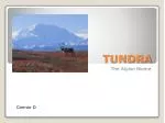 TUNDRA