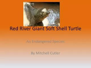 Red River Giant Soft Shell Turtle