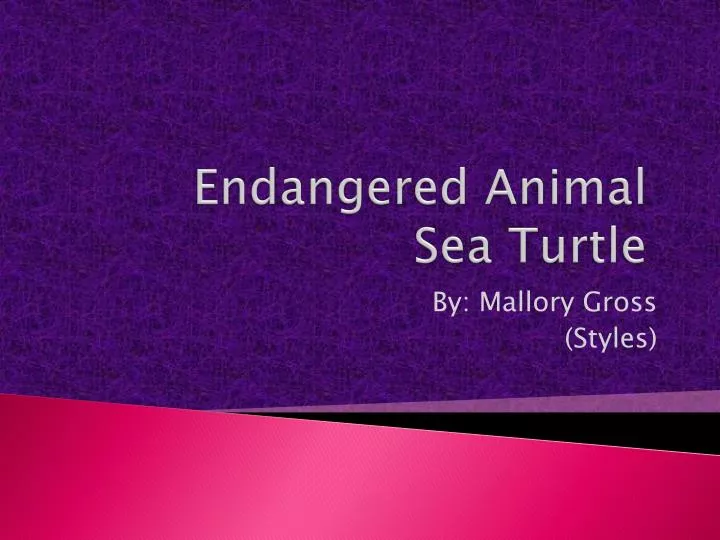 endangered animal sea turtle