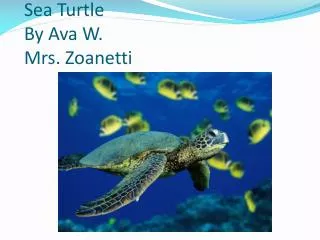 Sea Turtle By Ava W. Mrs. Zoanetti