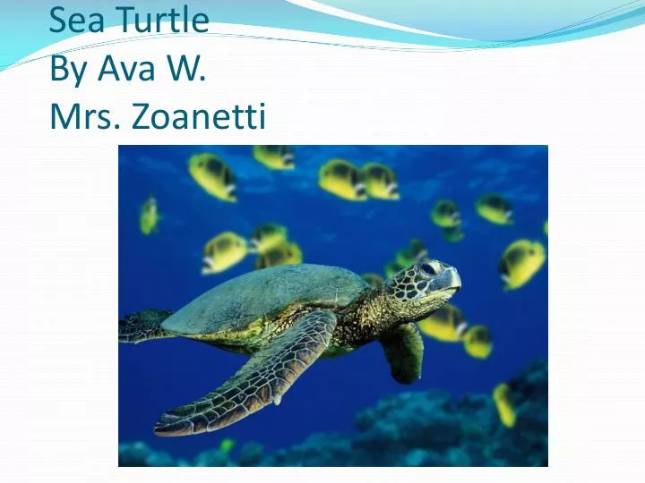 sea turtle by ava w mrs zoanetti