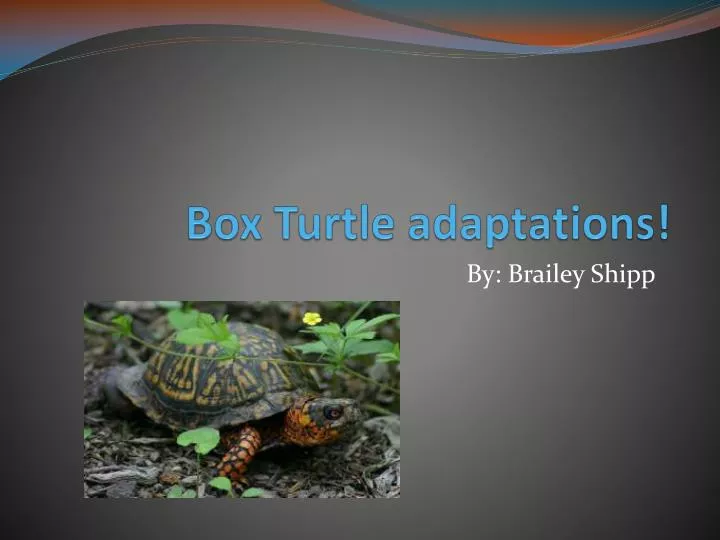 box t urtle adaptations