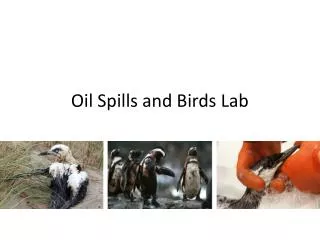 Oil Spills and Birds Lab