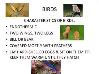 BIRDS