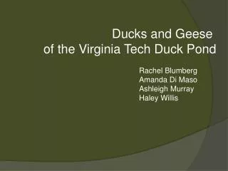 Ducks and Geese of the Virginia Tech Duck Pond