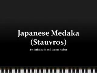 Japanese Medaka (Stauvros)