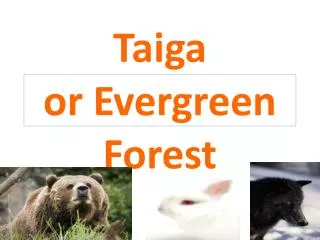 Taiga or Evergreen Forest