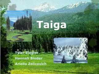 taiga