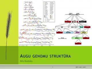 augu genomu strukt ra