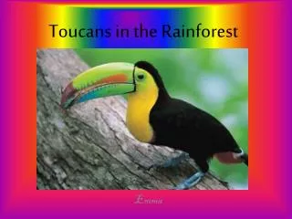 Toucans in the Rainforest