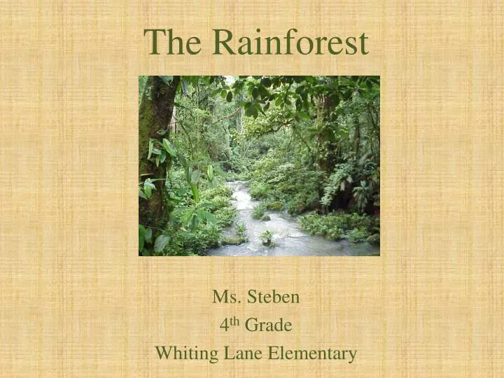 the rainforest