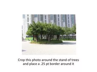 Crop this photo around the stand of trees and place a .25 pt border around it
