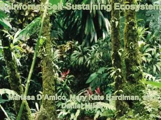 Rainforest Self-Sustaining Ecosystem