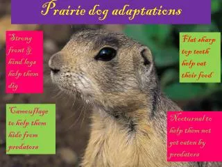 Prairie dog adaptations