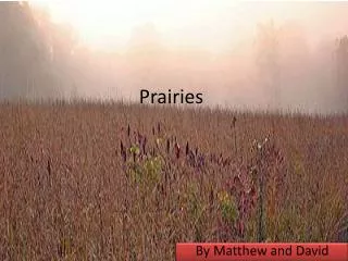 Prairies