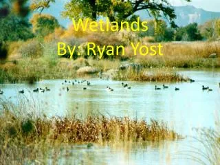Wetlands By: Ryan Yost