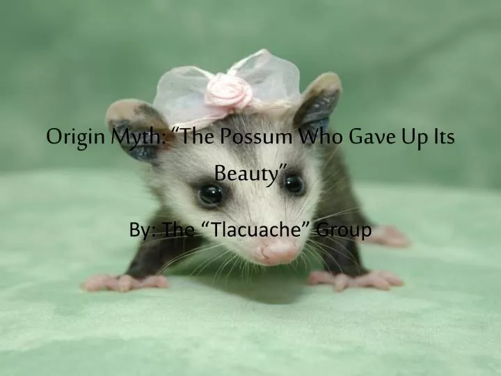origin myth the possum who gave up its beauty