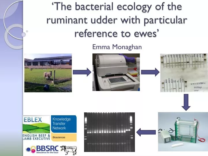 the bacterial ecology of the ruminant udder with particular reference to ewes